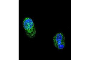 Confocal immunofluorescent analysis of HNF1A Antibody (Center) (ABIN652663 and ABIN2842444) with HepG2 cell followed by Alexa Fluor® 488-conjugated goat anti-rabbit lgG (green). (HNF1A antibody  (AA 177-205))