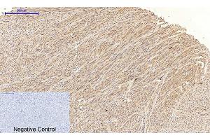 Immunohistochemical analysis of paraffin-embedded human uterus tissue.