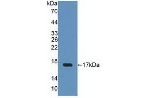 Western blot analysis of recombinant Human UPK2.