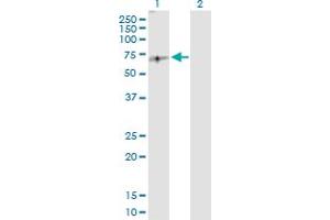 Western Blot analysis of E2F2 expression in transfected 293T cell line by E2F2 MaxPab polyclonal antibody. (E2F2 antibody  (AA 1-437))