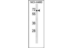 Western blot analysis of PDE1B Antibody (C-term) in NCI-H460 cell line lysates (35ug/lane).