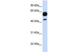 Image no. 1 for anti-Cell Division Cycle 25 Homolog A (S. Pombe) (CDC25A) (C-Term) antibody (ABIN6744354) (CDC25A antibody  (C-Term))