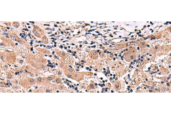INSC antibody