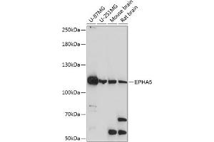 Western blot analysis of extracts of various cell lines, using EPH antibody (ABIN7266971) at 1:1000 dilution. (EPH Receptor A5 antibody  (AA 1-130))