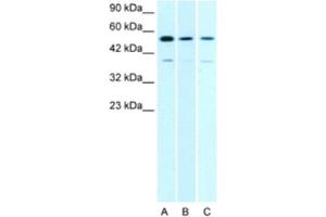 Western Blotting (WB) image for anti-H2.0-Like Homeobox (HLX) antibody (ABIN2463830) (HLX antibody)
