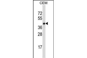 TNFRSF10D Antibody (C-term) (ABIN657664 and ABIN2846657) western blot analysis in CEM cell line lysates (35 μg/lane).