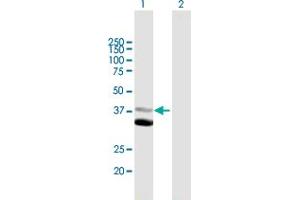 Western Blot analysis of MAP1D expression in transfected 293T cell line by MAP1D MaxPab polyclonal antibody.