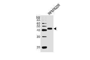 Western blot analysis of lysate from RPMI8226 cell line, using CD38 Antibody at 1:1000. (CD38 antibody  (C-Term))