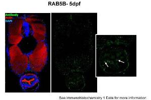 Sample type: zebra gut epithelial cellsGreen: primaryRed: actinBlue: DAPIPrimary dilution: 1:5000Secondary Dilution: 1:300Image Submitted by: Michel BagnatDuke University Medical Center . (RAB5B antibody  (N-Term))