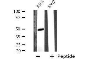 Western blot analysis of extracts from K562 cells using EFEMP2 antibody. (FBLN4 antibody  (Internal Region))
