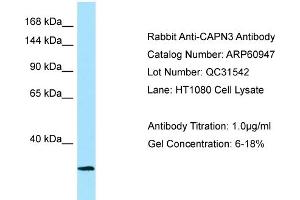 Western Blotting (WB) image for anti-Calpain 3 (CAPN3) (Middle Region) antibody (ABIN2788628) (Calpain 3 antibody  (Middle Region))