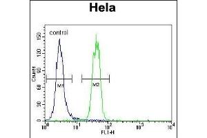 SUMO1 Antibody (N-term) (ABIN1882136 and ABIN2845486) flow cytometric analysis of Hela cells (right histogram) compared to a negative control cell (left histogram).