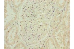 Immunohistochemistry of paraffin-embedded human kidney tissue using ABIN7144631 at dilution of 1:100 (ARPIN antibody  (AA 1-226))