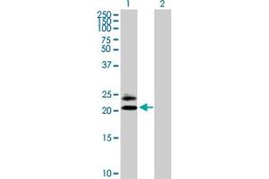 MS4A5 Antikörper  (AA 1-200)