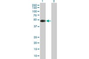 Western Blot analysis of CDK5R2 expression in transfected 293T cell line by CDK5R2 MaxPab polyclonal antibody. (CDK5R2 antibody  (AA 1-367))