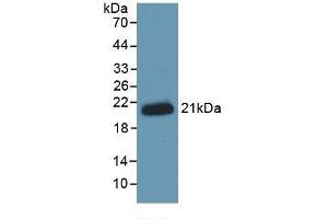 Detection of Recombinant HJV, Human using Monoclonal Antibody to Hemojuvelin (HJV) (HFE2 antibody  (AA 234-416))