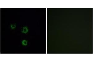 Immunofluorescence analysis of MCF7 cells, using TAS2R14 Antibody. (TAS2R14 antibody  (AA 229-278))