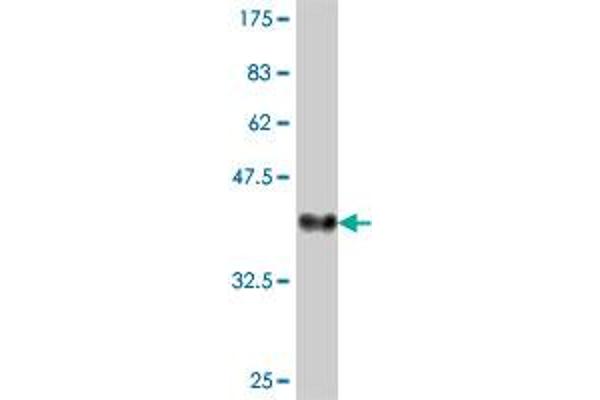 RNF103 antibody  (AA 501-599)