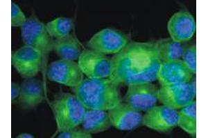 Immunofluorescence staining of Neuro 2a mouse neuroblastoma cell line using TUBB3 monoclonal antibody, clone TU - 20 (Cat # MAB0907 ; green) , 3 ug / ml.