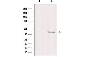 Western blot analysis of extracts from Mouse brain, using TMOD1 Antibody. (Tropomodulin 1 antibody  (N-Term))