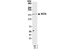 Western Blotting (WB) image for anti-Enhancer of mRNA Decapping 4 (EDC4) (AA 1-50) antibody (ABIN7450645)