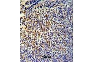 TPPP3 Antibody IHC analysis in formalin fixed and paraffin embedded tonsil followed by peroxidase conjugation of the secondary antibody and DAB staining. (TPPP3 antibody  (C-Term))