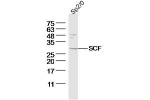 Sp2/0 (Mouse myeloma cell) lysates probed with SCF Polyclonal Antibody, Unconjugated  at 1:300 dilution and 4˚C overnight incubation. (KIT Ligand antibody  (AA 151-250))