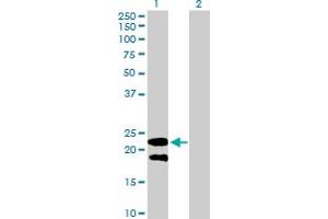 Western Blot analysis of LY6G5B expression in transfected 293T cell line by LY6G5B MaxPab polyclonal antibody.