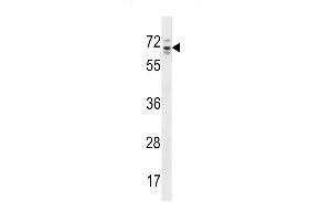 Western blot analysis in HepG2 cell line lysates (35ug/lane). (ARHGAP36 antibody  (C-Term))