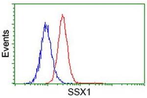 Image no. 1 for anti-Synovial Sarcoma, X Breakpoint 1 (SSX1) antibody (ABIN1501159) (SSX1 antibody)