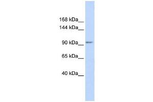KCTD19 antibody used at 1 ug/ml to detect target protein. (KCTD19 antibody  (N-Term))