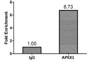 Chromatin Immunoprecipitation MCF-7 (1. (APEX1 antibody  (AA 32-318))