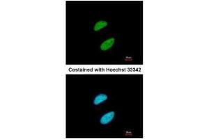 Immunofluorescence (IF) image for anti-Tripartite Motif Containing 28 (TRIM28) (N-Term) antibody (ABIN2855332)