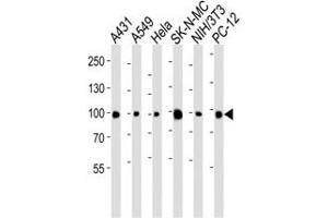 Western blot analysis of lysate from A431, A549, HeLa, SK-N-MC, mouse NIH3T3, rat PC-12 cell line using anti-HSP90 antibody diluted at 1:1000 for each lane. (HSP90 antibody  (AA 57-89))