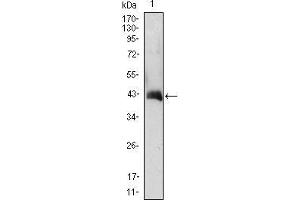 Western Blot showing CSF2 antibody used against CSF2 (AA: 18-144)-hIgGFc transfected HEK293 cell lysate. (GM-CSF antibody  (AA 18-144))