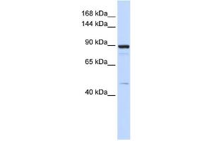 WB Suggested Anti-PDE3B Antibody Titration:  0. (PDE3B antibody  (Middle Region))