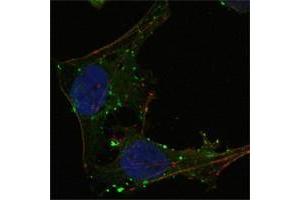 Confocal immunofluorescence analysis of Hela cells using GABPA antibody (green). (GABPA antibody  (AA 120-190))