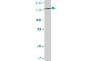 IARS antibody  (AA 1-1055)