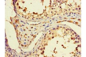 Immunohistochemistry of paraffin-embedded human testis tissue using ABIN7168299 at dilution of 1:100 (PAF1/PD2 antibody  (AA 1-300))