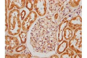IHC image of ABIN7162326 diluted at 1:300 and staining in paraffin-embedded human kidney tissue performed on a Leica BondTM system. (Otogelin (OTOG) (AA 1634-1796) antibody)
