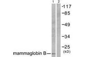 Western blot analysis of extracts from HepG2 cells, using Mammaglobin B Antibody.