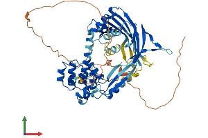 AlphaFold protein structure predicition of Human Recombinant ANKRD13C Protein, UniprotID Q8N6S4