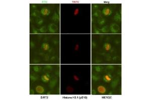 ICC/IF analysis of HeLa cells, fixed fixed by anhydrous methanol at -20oC, using SIRT2 antibody at 1:50 (green) and Histone H3. (SIRT2 antibody)