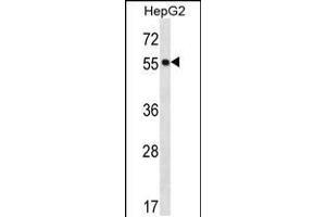 Western blot analysis in HepG2 cell line lysates (35ug/lane). (POFUT2 antibody  (AA 228-257))