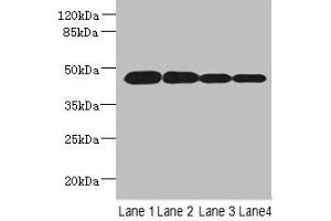 PCOLCE2 antibody  (AA 24-415)