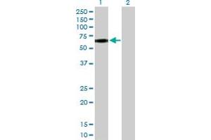 Western Blot analysis of CD44 expression in transfected 293T cell line by CD44 MaxPab polyclonal antibody. (CD44 antibody  (AA 1-361))