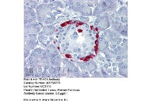 Immunohistochemistry with Human Pancrease lysate tissue at an antibody concentration of 5. (TEAD4 antibody  (C-Term))