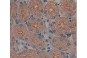 IHC-P analysis of Mouse Tissue, with DAB staining. (Thrombospondin 1 antibody  (AA 957-1129))