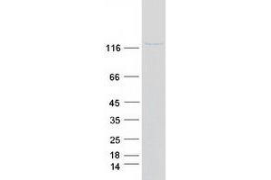 Validation with Western Blot (LEO1 Protein (Myc-DYKDDDDK Tag))