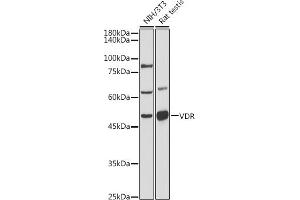 Western blot analysis of extracts of various cell lines, using VDR antibody (ABIN6128918, ABIN6150079, ABIN6150081 and ABIN6215434) at 1:500 dilution. (Vitamin D Receptor antibody  (AA 128-427))